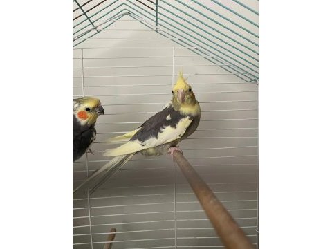 Sultan papağanı takımı pied grey