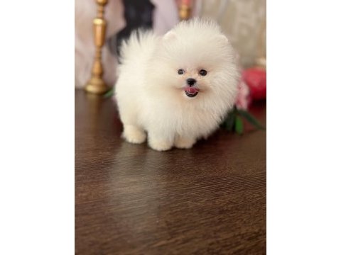 Teacup beyaz ayıcık pomeranian boo