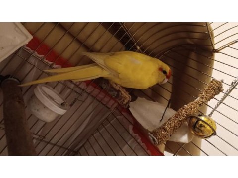 Kakariki papağanı papağanı
