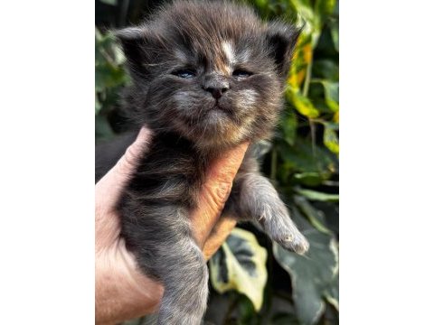 Onlar beklenen maine coon yavrular