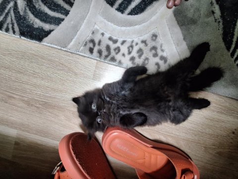 İran chincila dişi erkek yavrular