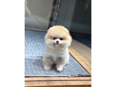 Sağlık ve ırk garantili pomeranian köpeği