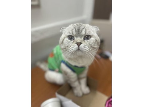 Scottish fold oğluma eş arıyoruz