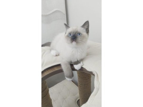 Özel olmak isteyenlere ragdoll