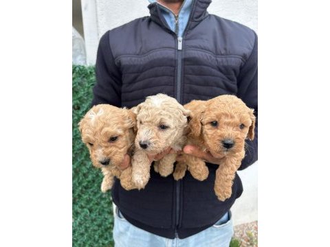 Mini maltipoo yavrular
