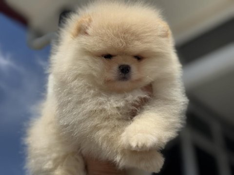 Show kalite pomeranian boo yavrularımız
