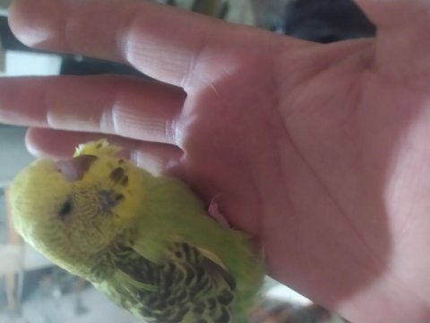 Show jumbo muhabbet kuşu