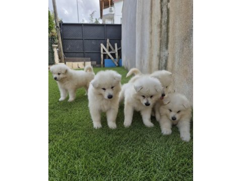 Show class samoyed yavrularımız 