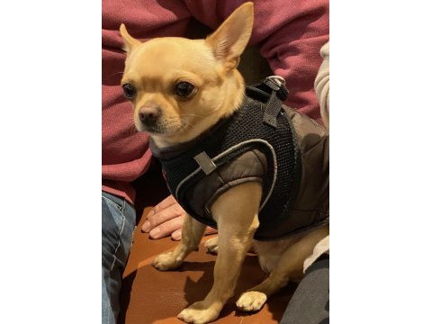 Dişi chihuahua köpeğime eş arıyorum