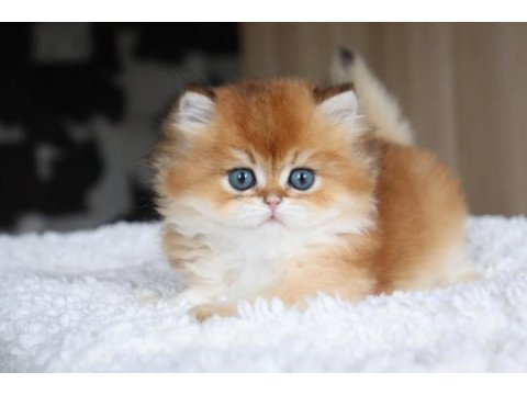 Altın yeleli golden british longhair 
