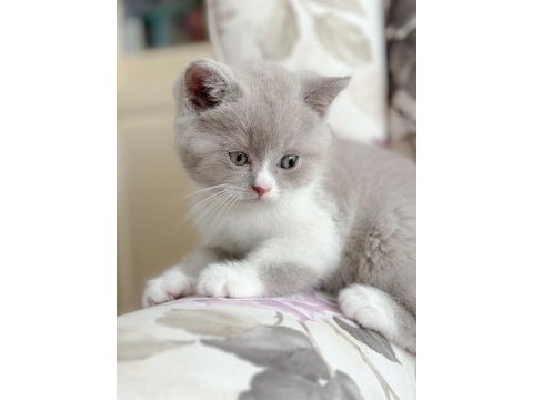 Nadir bulunan harika lilac bicolor yavru british shorthair