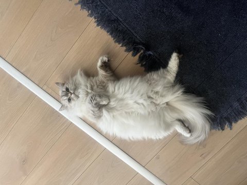 British longhair 2 yaş dişi