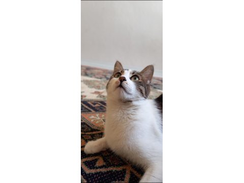 10 aylık kedimizi sahiplendirme