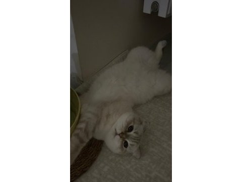 Uysal uyumlu scottish fold