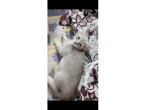 İki tane dişi british longhair cat