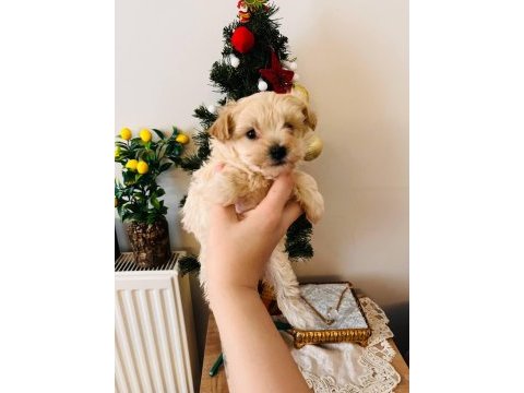 Tam 2 aylık bir bebek maltipoo