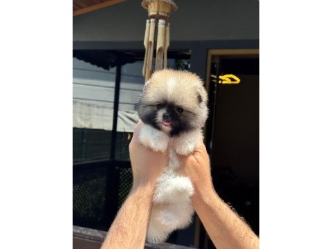 Sağlık ve ırk garantili pomeranian
