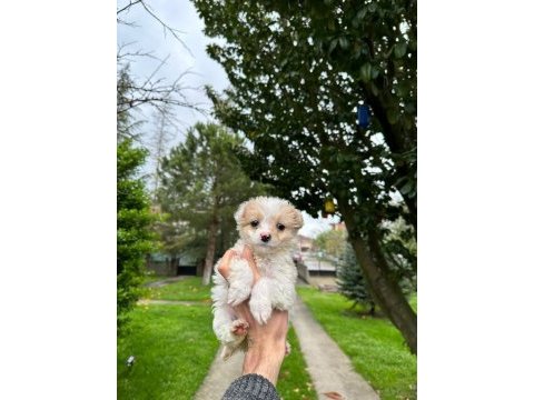 A+ kalite maltipoo yavrularımız 81 ile gönderim mevcuttur