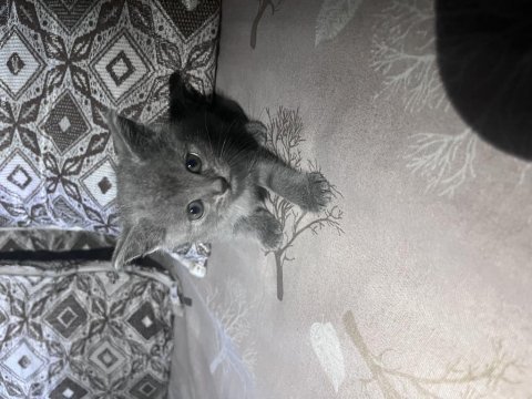 Yavru kedi (0-3) aylık british shorthair