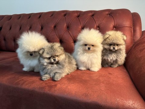 Ayı suratlı pomeranian yavrularımızı canlı görün