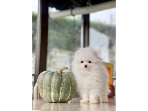 Sakarya pomeranian boo