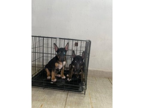 A class şecereli yavru köpekler