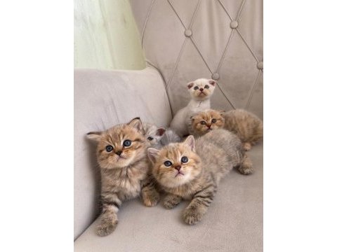 Scottish fold ve british shorthair yavrular