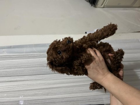 Toy poodle oğullarımız