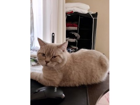 British shorthair dişi erkek çift