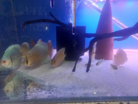 Discus balıkları toplu