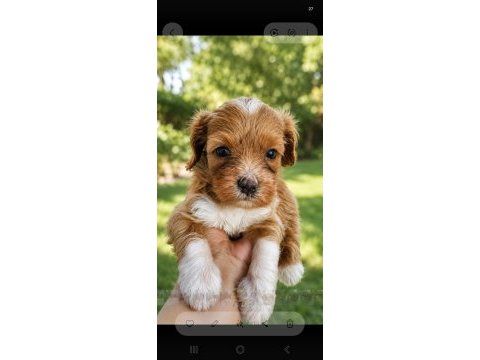 Maltipoo yavrular