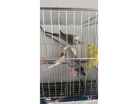 Jumbo takım muhabbet kuşlar