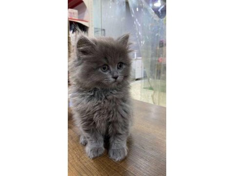 Saf kan scottish fold scottish straight yavrularımız