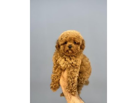 Kore bebek yüzlü mükemmel yapıda poodle oğlumuz