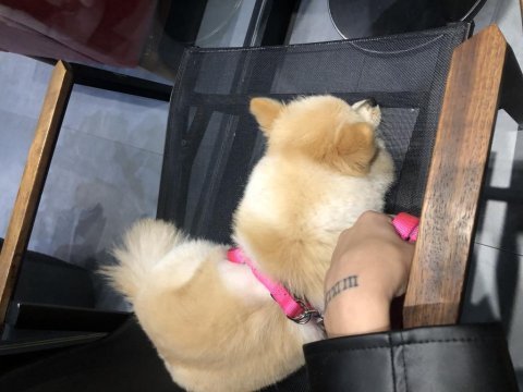 Pomeranian boo