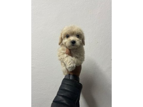 En kaliteli en sınıf yavrular maltipoo