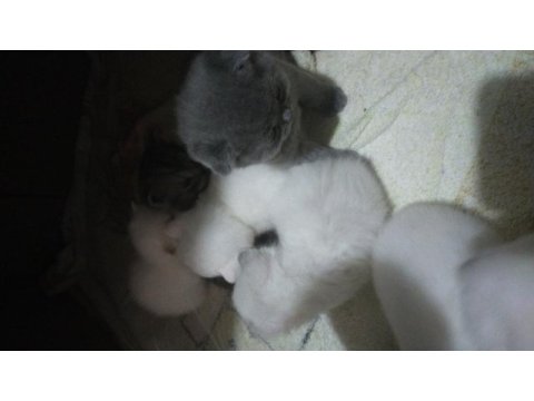 Scottish fold blue point