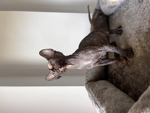 Dişi sfenks (sphynx) yavruları