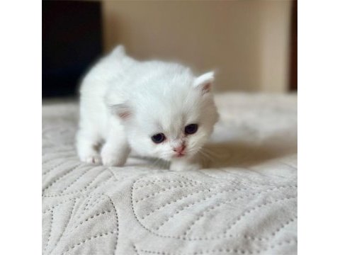 Masum bebek silver british shorthair 