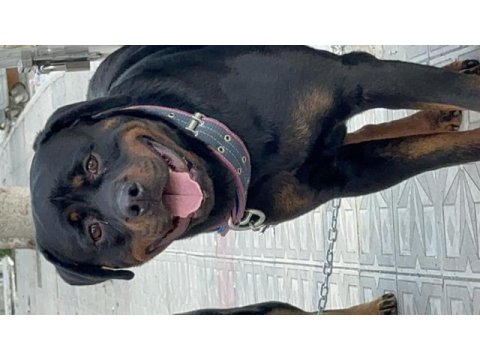 Yetişkin rottweiler