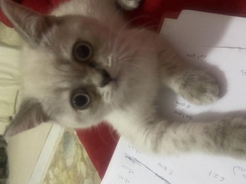 British shorthair yavrular