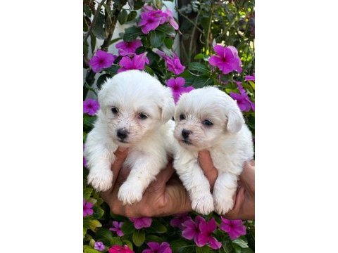 Maltese terrier yavruları