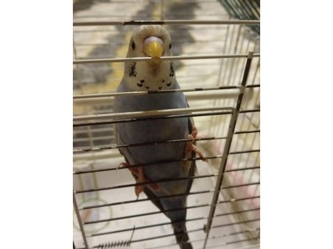 Jumbo muhabbet kuşu