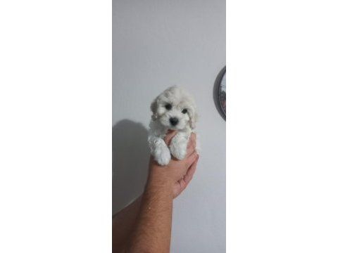 A kalite maltipoo yavrular