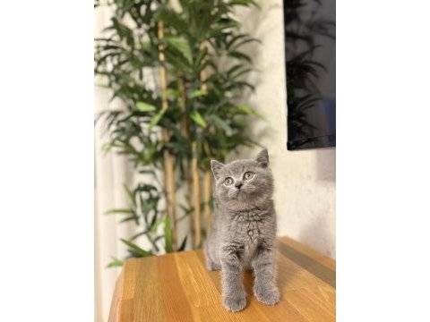 Brıtısh shorthair gri yavrularım 