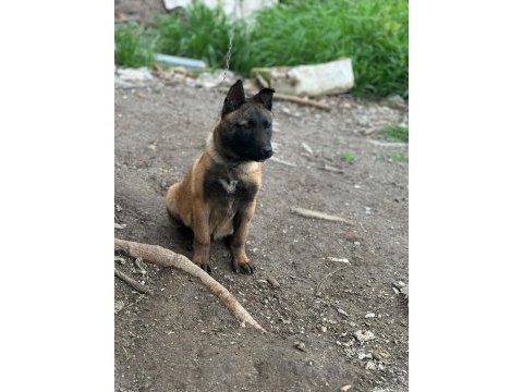 4 aylık erkek belçika kurdu