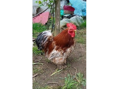 İspenç ve cüce cochin horozlar