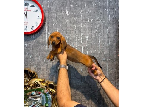 Irk ve sağlık garantili dachshund (sosis) yavrularımız