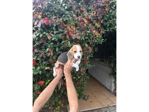 Beagle yavrular ırk ve sağlık garantili