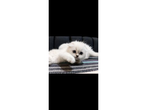 Safkan british blue point yavru kediler